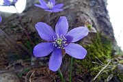 80 Erba trinita (Hepatica nobilis